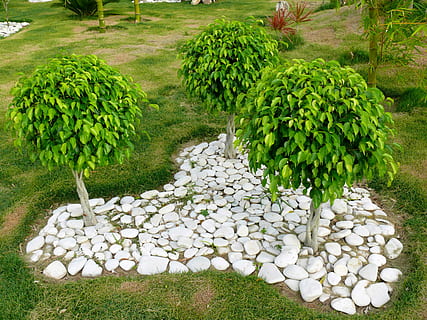 Trees, Ficus, Plant, three, benjamin, dominican, republic, exotic, country, fauna, flora, nature, green Color, formal Garden, outdoors, ornamental Garden, grass, tree, gardens, front or Back Yard, no People, footpath, flower, day, growth, stone - object, high angle view, abundance, solid, large group of objects, beauty in nature, tranquility, food, rock, stone, freshness, vegetable, food and drink, pebble, 2K, CC0, public domain, royalty free