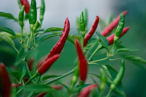 vermell, verd, jalapeno, chillis, Xile vermell, Xile, vegetals, espècia, planta, color verd, pebre, pebrot picant, primer pla, part de la planta, creixement, menjar, frescor, full, menjar i beguda, cap gent, naturalesa, bellesa a la natura, dia, enfocament selectiu, 5K, CC0, domini públic, lliure de regalies