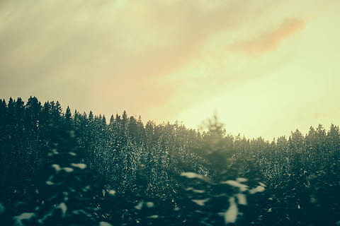 selective, focus, silhouette photography, tall, trees, thick, clouds, daytime, landscape, photography, pine, sunset, sky, forest, woods, nature, outdoors, winter, cold temperature, tranquility, tree, beauty in nature, snow, no people, tranquil scene, plant, growth, land, scenics - nature, day, cloud - sky, non-urban scene, environment, coniferous tree, pine tree, 5K, CC0, public domain, royalty free