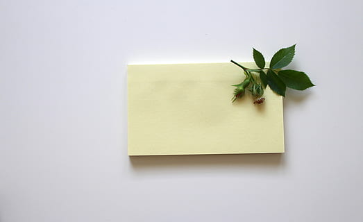 verde, foglia, bianca, appiccicoso, gli appunti, Nota, partire, ufficio, carta, annotare, accedere, elenco, Stazionario, accessori per ufficio, scrivania, pianificazione, romanza, nota adesiva, promemoria, copia spazio, nessuno, parte vegetale, girato in studio, in casa, giallo, colore verde, comunicazione, vuoto, sfondo bianco, ritagliare, Messaggio, avvicinamento, bloc notes, erba, lista di cose da fare, 5K, CC0, dominio pubblico, privo di copyright