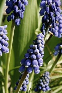 uva azul, primavera, bombillas, planta, crecimiento, flor, planta floreciendo, belleza en la naturaleza, púrpura, vulnerabilidad, frescura, fragilidad, de cerca, naturaleza, pétalo, nadie, jacinto, día, inflorescencia, centrarse en primer plano, cabeza de flor, enfoque selectivo, tallo de la planta, lavanda, racimo de flores, 4K, CC0, dominio público, libre de derechos