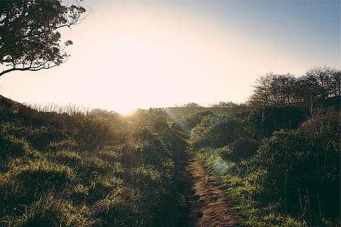 aereo, fotografia, verde, erbe, blu, cielo, campi verdi, d'oro, ora, pista, sentiero, erba, alberi, cespugli, luce del sole, i raggi del sole, rurale, natura, paesaggio, tramonto, albero, scena tranquilla, campo, pianta, la tranquillità, nessuno, bellezza nella natura, scenics - natura, crescita, terra, scena non urbana, ambiente, cielo sereno, sole, giorno, riflesso lente, all'aperto, albero di conifere, 1080P, CC0, dominio pubblico, privo di copyright