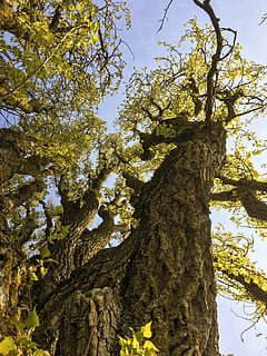 Frühling, Bäume, Pappel, Zweig, Pappel, Ast, Baum, Baumstamm, Natur, Flachwinkelansicht, Wachstum, Pflanze, Kofferraum, Tag, Himmel, keine Leute, Ruhe, Schönheit in der Natur, draußen, grüne Farbe, Sonnenlicht, Borke, Blatt, Pflanzenteil, Szenen - Natur, Baumkrone, 2K, CC0, gemeinfrei, lizenzfrei
