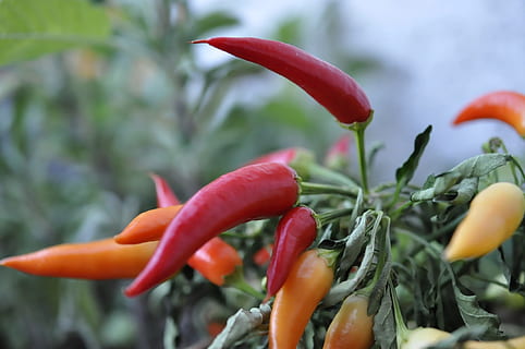 chili, acuto, Spezia, verdure, nitidezza, rosso, freschezza, avvicinamento, verdura, crescita, bellezza nella natura, Pepe, pianta, fiore, peperoncino, nessuno, pianta fiorita, cibo, cibo e bevande, concentrarsi sulle conoscenze acquisite, natura, giorno, petalo, colore verde, peperoncino rosso, testa di fiore, 1080P, CC0, dominio pubblico, privo di copyright