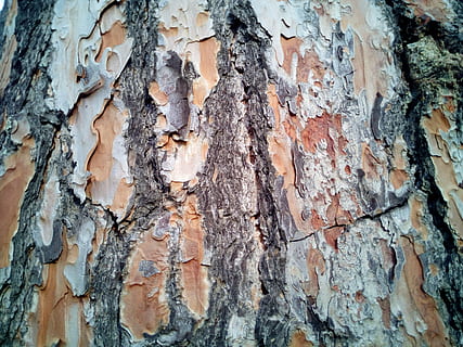 Kofferraum, Borke, Textur, Hintergrund, Baum, Zirbe, Baumrinde, Natur, Holz, Baumstamm, Baumrinde Textur, Stammbäume, texturiert, Vollbild, Hintergründe, verwittert, keine Leute, Rau, Nahansicht, Pflanzenrinde, Muster, beschädigt, Tag, abschälen, draußen, alt, Ablehnen, Pflanze, geschält, Verschlechterung, Struktureffekt, ruiniert, 4K, CC0, gemeinfrei, lizenzfrei