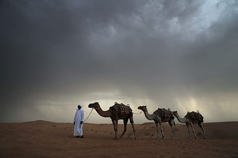 drei beige Kamele, Mann, Stehen, neben, drei, Kamele, braun, fein, Sand, wolkig, Himmel, tagsüber, Wüste, Sturm, Sturmwolke, Kamel, Person, Land, Säugetier, Haustiere, wolke - himmel, Tierthemen, Tier, Natur, Gruppe von Tieren, inländisch, Landschaft, Umgebung, Klima, Szenen - Natur, Arbeitstier, Sanddüne, trockenes Klima, draußen, 5K, CC0, gemeinfrei, lizenzfrei