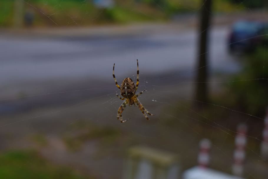 aranha, perto, inseto, natureza, animal, rede, teia de aranha, Cruz, aracnídeo, fora de foco, temas animais, invertebrado, um animal, animais em estado selvagem, animais selvagens, artrópode, fechar-se, focar em primeiro plano, dia, fragilidade, ao ar livre, ninguém, foco seletivo, perna de animal, 5K
