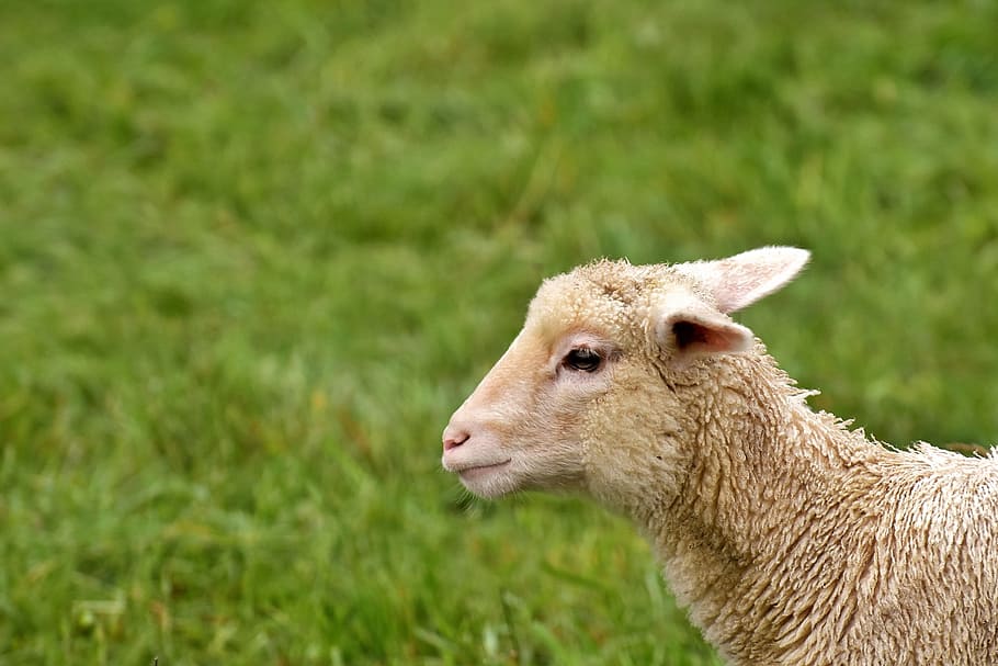 pecore marroni, Marrone, pecora, agnello, Schäfchen, prato, animali, natura, mondo animale, pascolo, piccolo, carina, fotografia naturalistica, erba, temi animali, un animale, giorno, campo, animali allo stato selvatico, animale, mammifero, bestiame, animali domestici, pianta, fauna selvatica, concentrarsi sulle conoscenze acquisite, vertebrato, terra, nessuno, vista laterale, colore verde, erbivoro, all'aperto, testa di animale, vista profilo, 1080P