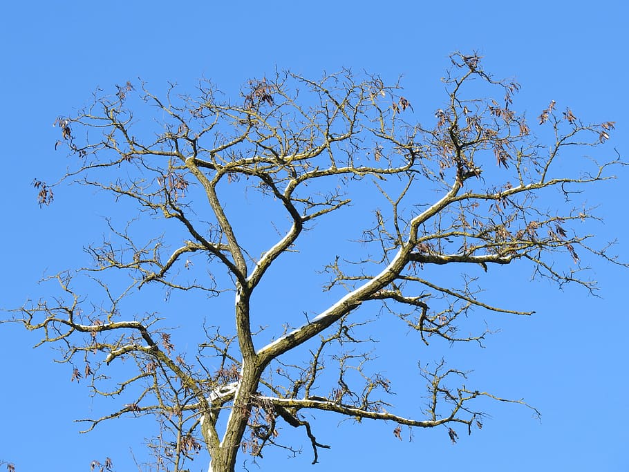 arbre, estètic, branques, cel, blau, corona, hivern, neu, cel clar, vista d’angle baix, branca, planta, dia, cap gent, naturalesa, arbre nu, a l'aire lliure, bellesa a la natura, tranquil·litat, escenics - natura, llum solar, creixement, planta morta, ocell, vertebrats, 4K