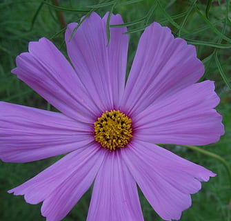 zieds, zied, savvaļas, vienkārši, diezgan, margrietiņa, violets, ziedlapiņām, delikāts, dzeltens centrs, smalka zaļa lapotne, dārzs, pavasarī, ziedēšanas augs, neaizsargātību, nestabilitāte, svaigumu, augu, ziedlapiņa, ziedkopas, ziedu galva, skaistums dabā, tuvplāns, izaugsmi, ziedputekšņi, rozā krāsa, raksturs, nav cilvēku, dienā, koncentrēties uz jaunajām zināšanām, 1080P, CC0, publiskais domēns, bez atlīdzības