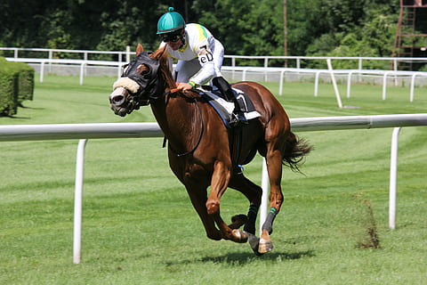 action, athlete, competition, course, equestrian, equine, fast, field, grass, horse, horse race, horse rider, jockey, mammal, motion, person, race, recreation, saddle, speed, sport, steeplechase, track, turf, domestic, domestic animals, livestock, pets, animal, animal themes, animal wildlife, activity, horseback riding, vertebrate, riding, day, ride, helmet, herbivorous, outdoors, 5K