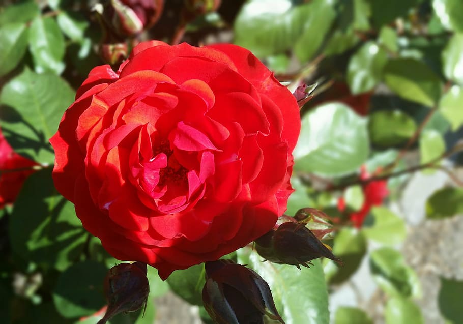 rosa, vermell, bonic, estiu, danès, Dinamarca, planta amb flors, flor, planta, frescor, vulnerabilitat, fragilitat, bellesa a la natura, pètal, creixement, primer pla, cap de flor, inflorescència, centrar-se en primer pla, naturalesa, dia, cap gent, flor de roses, full, a l'aire lliure, 4K