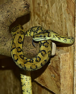 Python, slang, tapijt python, geel, constrictor, reptiel, dier, dichtbij, schaal, schoonheid, foerageren, schepsel, terrarium, bevallig, exotisch, edele, patroon, portret, kleurrijk, dierenportret, dierlijke thema's, dierenleven, dieren in het wild, één dier, gewerveld, detailopname, geen mensen, dierlijke lichaamsdeel, hout - materiaal, dag, hoge hoekmening, dierentuin, communicatie, focus op de voorgrond, buitenshuis, dierlijke markeringen, giftig, dierenkop, dierlijke schaal, 2K, CC0, publiek domein, royaltyvrij