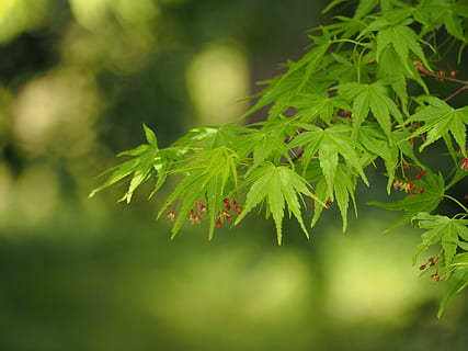 verde fresco, Primavera, folha, maples, natural, madeira, verde, plantar, crescimento, cor verde, parte da planta, beleza na natureza, fechar-se, natureza, ninguém, focar em primeiro plano, dia, foco seletivo, ao ar livre, fragilidade, vulnerabilidade, árvore, frescura, tranquilidade, flor, vermelho, sai, 4K, CC0, domínio público, royalty free