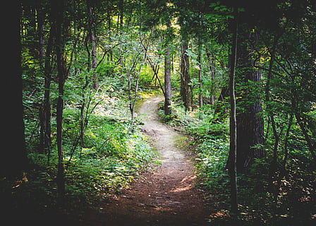 desiderato, sentiero, circondato, verde, alberi di foglie, sentiero nel bosco, foresta, natura, boschi, paesaggio, fogliame, bosco, scenario, escursioni a piedi, albero, terra, pianta, la tranquillità, direzione, la strada davanti, bellezza nella natura, colore verde, scena tranquilla, crescita, scena non urbana, nessuno, scenics - natura, fogliame lussureggiante, luce del sole, all'aperto, pista, bambù - pianta, 4K, CC0, dominio pubblico, privo di copyright