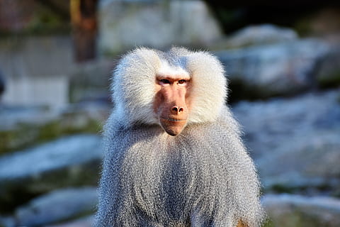 poc profund, focalitzar la fotografia, blanc, mico, babuí, primat, criatura, gris, animal, naturalesa, zoo, tiergarten, fotografia de fauna salvatge, escalar, tierpark hellabrunn, fauna animal, un animal, mamífer, animals a la natura, vertebrats, centrar-se en primer pla, retrat, primer pla, gent, part del cos dels animals, pèl d’animals, dia, mirant, contemplació, 5K, CC0, domini públic, lliure de regalies