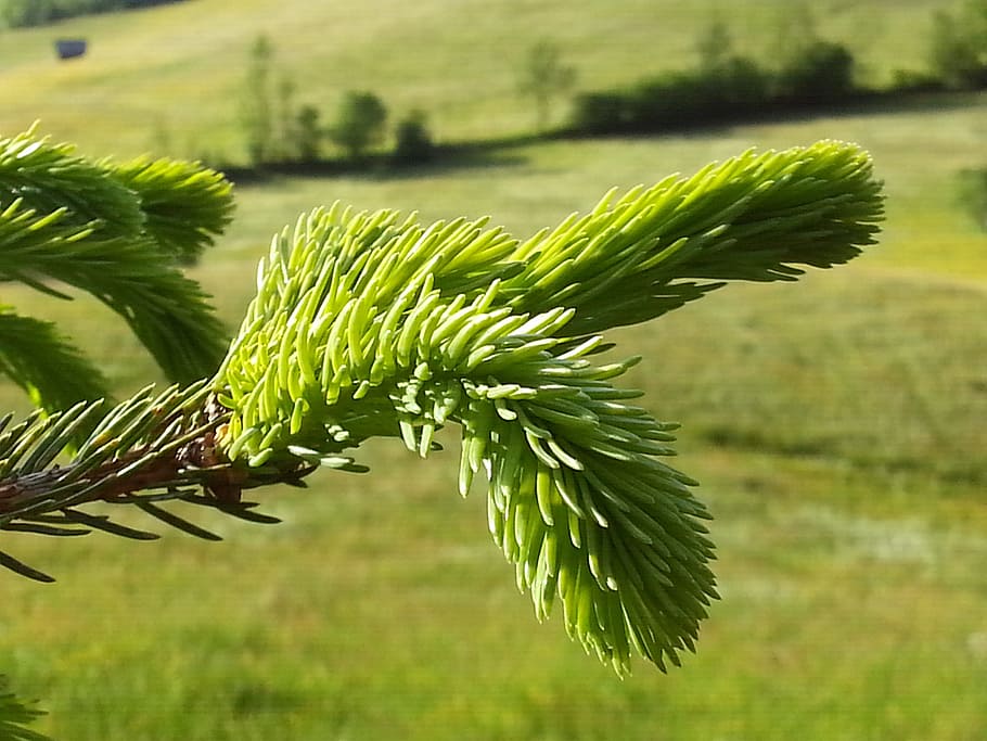Nadeln, Nadelbaum, Ast, Blatt, Grün, Natur, schließen, Baum, Geäst, Hain, grüne Farbe, Fokus auf den Vordergrund, Wachstum, Pflanze, keine Leute, Nahansicht, Schönheit in der Natur, Tag, Pflanzenteil, Ruhe, draußen, Frische, Sonnenlicht, Feld, Land, selektiver Fokus, Wasser, 2K