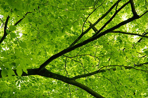 dosser, arbre, faig, fulles, verd, primavera, estètic, protegir, guàrdia, naturalesa, bosc, ombra, arbre caducifoli, planta, color verd, creixement, branca, bellesa a la natura, full, part de la planta, dia, cap gent, tranquil·litat, llum solar, a l'aire lliure, terra, escenics - natura, fullatge, vista d’angle baix, copa de l'arbre, directament a sota, 2K, CC0, domini públic, lliure de regalies