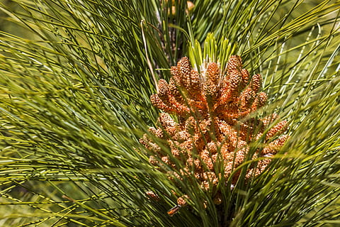 pijnboom, Bos, naaldboom, boom, naalden, natuur, tak, groen, tik, grenen kas, dennenappels, dichtbij, dennennaalden, fabriek, groei, groene kleur, schoonheid in de natuur, geen mensen, detailopname, dag, dennenboom, kalmte, focus op de voorgrond, dennenappel, zonlicht, naald - plantdeel, blad, Pinaceae, deel van de plant, buitenshuis, palmblad, 2K, CC0, publiek domein, royaltyvrij