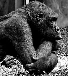 grå, skala fotografering, abe, gorilla, tankevækkende, pattedyr, dyr, sort, Zoo, ensom, fredelig, trist, tierpark hellabrunn, dyre temaer, dyreliv, primat, dyr i naturen, hvirveldyr, ingen mennesker, et dyr, dag, fokus på forgrunden, chimpanse, lempelse, dyr i fangenskab, tæt på, udendørs, dyre familie, munden åben, 2K, CC0, offentligt domæne, royaltyfrie