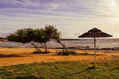 platja, arbres, paraigua, buit, hivern, paisatge, makronissos, ayia napa, Xipre, aigua, cel, terra, planta, escena tranquil·la, mar, tranquil·litat, bellesa a la natura, naturalesa, núvol - cel, arbre, escenics - natura, herba, cap gent, dia, sostre de palla, escena no urbana, sostre, a l'aire lliure, horitzó sobre l’aigua, 5K, CC0, domini públic, lliure de regalies