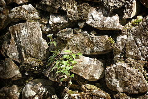 steinstein, vegg, tekstur, bakgrunn, mønster, stein, struktur, bygning, natur, fast, ingen folk, dag, strukturert, full ramme, rock-objekt, høy vinkel visning, utendørs, ujevn, stein - objekt, nærbilde, anlegg, skjønnhet i naturen, vekst, plante del, sollys, ro, 5K, CC0, offentlig domene, opphavsrett gratis