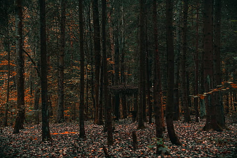 fotografia, arbre forestal, escorces marrons, bosc, arbre, full, tardor, caure, taronja, marró, negre, arbre groc, avet, bokeh, arbre de flors, bonic, cel, fusta verda, estiu, foscor, fusta, caminar, terra, planta, tronc de l'arbre, tronc, creixement, tranquil·litat, naturalesa, escena tranquil·la, bellesa a la natura, cap gent, escenics - natura, canvi, escena no urbana, dia, a l'aire lliure, abundància, 5K, CC0, domini públic, lliure de regalies