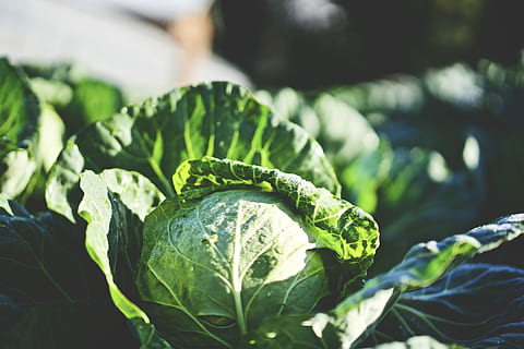 verde, varză, superficial, foc focalizat, a închide, fotografie, frunze, lumina soarelui, camp, vegetal, proaspăt, legume și fructe, grădină, organic, mâncat sănătos, bunăstare, mancare si bautura, prospeţime, alimente, Culoarea verde, parte a plantelor, creştere, nici o persoana, natură, mancare cruda, să se concentreze asupra primelor elemente, salată verde, plantă, zi, mancare vegetariana, 8K, CC0, domeniu public, fără drepturi de autor