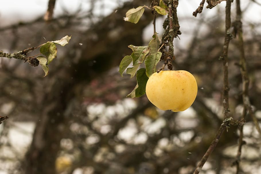 Apfelbaum, Obst, Ast, Apfel, Baum, Apfelzweig, Gelb, hängend, Zitrusfrucht, keine Leute, Lebensmittel, Fokus auf den Vordergrund, Pflanze, Essen und Trinken, gesundes Essen, Wachstum, Nahansicht, Natur, draußen, Pflanzenteil, Blatt, Tag, Frische, reif, 2K