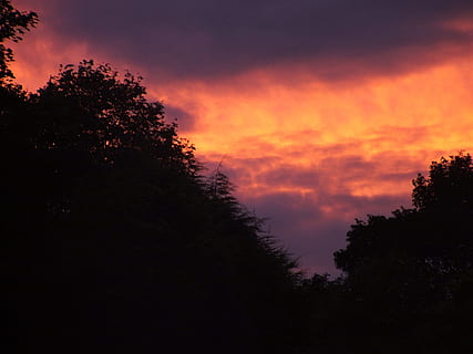 tramonto, buio, alberi, cieli, arancia, cielo, nuvole, crepuscolo, scenario, natura, albero, all'aperto, Paesaggi, colore arancione, paesaggio, rosso, nuvola - cielo, silhouette, bellezza nella natura, nessuno, pianta, scenics - natura, la tranquillità, scena tranquilla, crescita, Inquadratura dal basso, idilliaco, cielo drammatico, scena non urbana, cima dell'albero, 1080P, CC0, dominio pubblico, privo di copyright