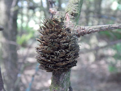 pinecone, puu, haara, makro, kiinni, woods, metsä, luonto, oksat, luonnollinen, rauhallinen, ulkona, yksityiskohta, ruskea, kuusi, mänty, havupuu, keskittyä etualalle, kasvi, päivä, kasvu, ei ihmisiä, lähikuva, männynkäpy, puun runko, maa, runko, kauneus luonnossa, tyyneys, valikoiva tarkennus, kastunut kasvi, 4K, CC0, public domain, rojaltivapaa