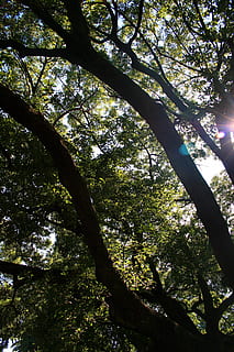 Eiche, Baum, groß, verteilen, Sonne, Fokus, Pflanze, Wachstum, Sonnenlicht, Schönheit in der Natur, Flachwinkelansicht, Natur, Tag, keine Leute, Ruhe, Baumstamm, Kofferraum, Ast, Wald, Land, draußen, Himmel, sonnig, Szenen - Natur, Baumkrone, Streaming, 4K, CC0, gemeinfrei, lizenzfrei