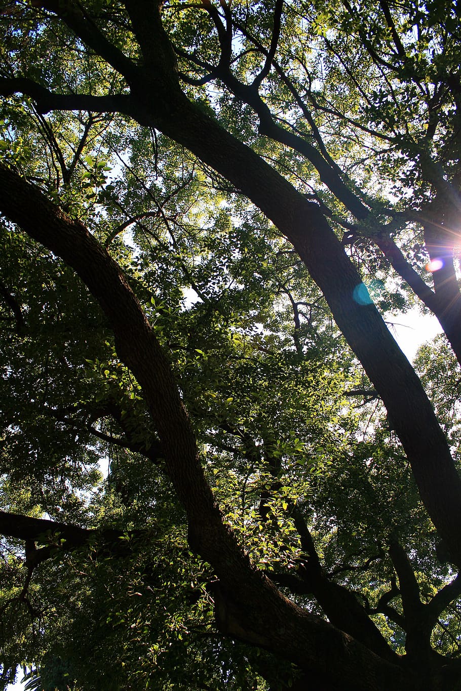 Eiche, Baum, groß, verteilen, Sonne, Fokus, Pflanze, Wachstum, Sonnenlicht, Schönheit in der Natur, Flachwinkelansicht, Natur, Tag, keine Leute, Ruhe, Baumstamm, Kofferraum, Ast, Wald, Land, draußen, Himmel, sonnig, Szenen - Natur, Baumkrone, Streaming, 4K