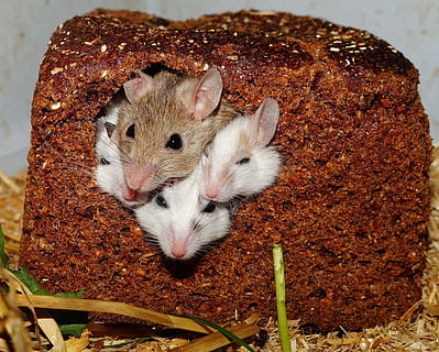 four, small, white, brown, mice, poking, heads, bread loaf, bread, macro, mastomys, nest, pets, rodents, animal themes, animal, mammal, one animal, animal wildlife, rodent, vertebrate, no people, animals in the wild, close-up, nature, domestic, mouse, portrait, outdoors, rat, looking at camera, high angle view, whisker, 2K, CC0, public domain, royalty free