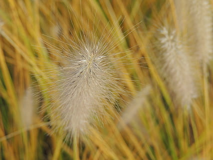 græs, tråde, Halme, efterår, mælkebøtte, blomst, natur, vækst, skrøbelighed, mælkebøtte frø, plante, tæt på, skønhed i naturen, sårbarhed, blomstrende plante, friskhed, selektiv fokusering, ingen mennesker, dag, Mark, blødhed, udendørs, jord, botanik, blomsterhoved, 4K, CC0, offentligt domæne, royaltyfrie