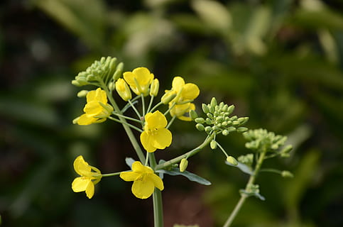 gul, voldtekt, blomst, blomstrende plante, anlegg, friskhet, skjønnhet i naturen, sårbarhet, vekst, skjørhet, natur, petal, blomsterhodet, nærbilde, inflorescence, ingen folk, våren, fokusere på forgrunnen, dag, blad, utendørs, prydhage, 4K, CC0, offentlig domene, opphavsrett gratis
