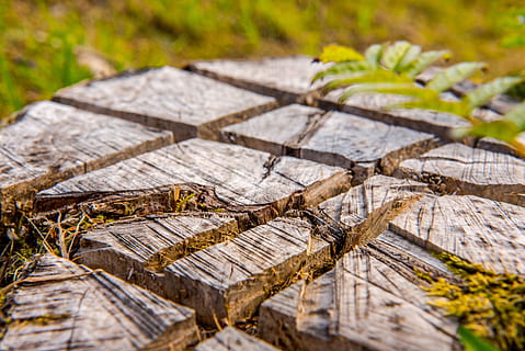 Pozadí, hnědý, okres, sekce, detail, dřevo, Příroda, vzor, prostě, struktura, zadek, textura, povrch, strom, kmen, jako, kůra, odřezal, případech, kůra stromu, lesnické práce, zavřít, nikdo, venku, den, dřevo - materiál, rostlina, selektivní zaměření, list, texturou, rostlinné části, log, les, zaměřit se na popředí, přistát, krása v přírodě, strom prsten, listy, 5K, CC0, veřejná doména, bez autorských práv