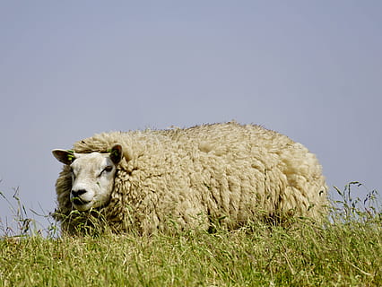 ovelles, llana, herba, relaxar, ovelles, llana, preocupacions, descans, dic, prat, Mar del nord, idil·li, naturalesa, deichschaf, agricultura, estiu, món animal, mastega el cud, humor, idíl·lic, verd, escènic, romàntic, cel, animal, paisatge, pastures, un animal, fauna animal, dia, mamífer, a l'aire lliure, temes d'animals, animals domèstics, bestiar, planta, nacional, vertebrats, mascotes, còpia espai, cap gent, camp, terra, cel clar, cap d’animals, herbívors, 4K, CC0, domini públic, lliure de regalies