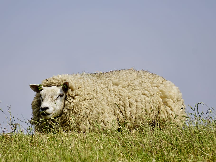ovelles, llana, herba, relaxar, ovelles, llana, preocupacions, descans, dic, prat, Mar del nord, idil·li, naturalesa, deichschaf, agricultura, estiu, món animal, mastega el cud, humor, idíl·lic, verd, escènic, romàntic, cel, animal, paisatge, pastures, un animal, fauna animal, dia, mamífer, a l'aire lliure, temes d'animals, animals domèstics, bestiar, planta, nacional, vertebrats, mascotes, còpia espai, cap gent, camp, terra, cel clar, cap d’animals, herbívors, 4K