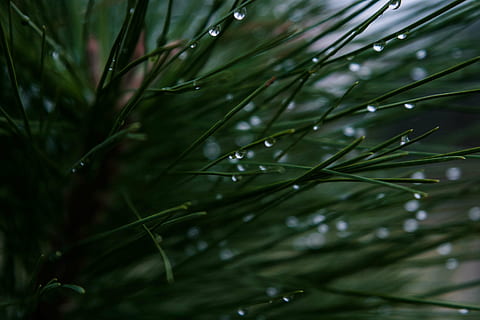 needles, conifer, macro, tree, closeup, green, evergreen, wet, water, rain, droplets, organic, nature, flora, growth, plant, twig, pine, green Color, close-up, leaf, drop, beauty in nature, no people, day, plant part, coniferous tree, outdoors, freshness, pine tree, raindrop, dew, needle - plant part, rainy season, purity, 2K, CC0, public domain, royalty free