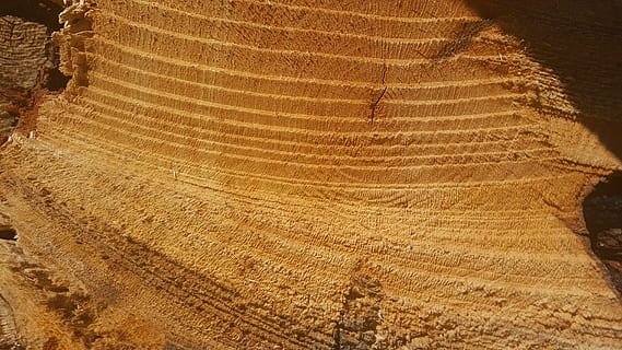 Baum, Säge geschnitten, Kreise, Natur, Landwirtschaft, keine Leute, Muster, High Angle View, Pflanze, Land, Tag, Landschaft, Vollbild, Schönheit in der Natur, Wachstum, Szenen - Natur, natürliches Muster, Umgebung, braun, draußen, Hintergründe, Ruhe, Feld, Baumring, Plantage, 5K, CC0, gemeinfrei, lizenzfrei