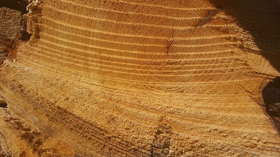 Baum, Säge geschnitten, Kreise, Natur, Landwirtschaft, keine Leute, Muster, High Angle View, Pflanze, Land, Tag, Landschaft, Vollbild, Schönheit in der Natur, Wachstum, Szenen - Natur, natürliches Muster, Umgebung, braun, draußen, Hintergründe, Ruhe, Feld, Baumring, Plantage, 5K