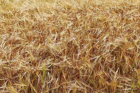 Weizen, Weizenfelder, Gelb, Gold, epi, Getreide, Landwirtschaft, Feld, Felder, Kulturen, Natur, ländliche Szene, Bauernhof, Ernte, Getreidepflanze, goldfarben, Sommer-, Hintergründe, Stroh, draußen, Lebensmittel, Vollbild, Pflanze, keine Leute, Wachstum, Land, Tag, Landschaft, Ruhe, kultiviertes Land, Schönheit in der Natur, Stiel, 5K, CC0, gemeinfrei, lizenzfrei