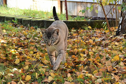 katt, falla, löv, prowling, kattdjur, stalking, gående, fokuserade, jägare, djurteman, ett djur, djur-, däggdjur, ryggradsdjur, husdjur, blad, växtdel, natur, tamkatt, landa, inget folk, inhemsk, höst, dag, fält, växt, Byta, utomhus, morrhår, 5K, CC0, offentligt domän, royaltyfria