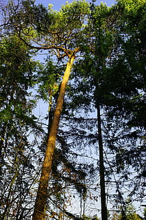 Wald, Bäume, Stimmung, Gegenlicht, Lichteinfall, Januar, Natur, Landschaft, Himmel, Wälder, Ast, ästhetisch, Winter, Wintersonne, Nadelbäume, Baum, Pflanze, Wachstum, Baumstamm, Kofferraum, Flachwinkelansicht, große Höhe, Ruhe, Land, Schönheit in der Natur, keine Leute, Szenen - Natur, ruhige Szene, Tag, Nicht-städtische Szene, draußen, Baumkrone, Bambuspflanze, 5K, CC0, gemeinfrei, lizenzfrei
