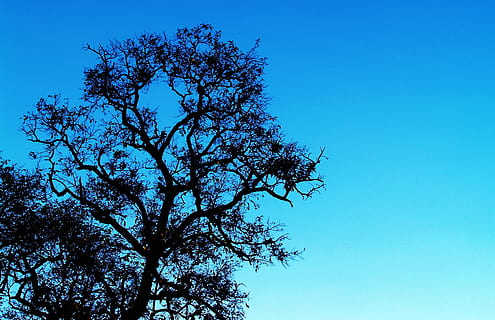 natura, cielo, rami, le foglie, sfondo, colori, luce del giorno, ambiente, autunno, all'aperto, albero, blu, pianta, cielo sereno, Inquadratura dal basso, nessuno, bellezza nella natura, ramo, crescita, giorno, la tranquillità, copia spazio, scenics - natura, luce del sole, silhouette, scena tranquilla, cima dell'albero, 2K, CC0, dominio pubblico, privo di copyright
