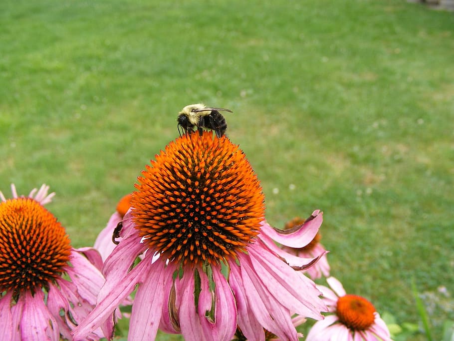 abella, bumble, recollir, nèctar, naturalesa, jardí, rosa, floral, foto, flor, fragilitat, coneflora de porpra oriental, pètal, coneflower, planta amb flors, planta, vulnerabilitat, temes d'animals, frescor, animal, fauna animal, creixement, un animal, bellesa a la natura, animals a la natura, primer pla, cap de flor, centrar-se en primer pla, invertebrat, cap gent, pol·len, polinització, a l'aire lliure, porpra, 720P