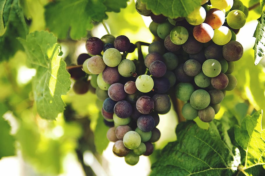 uva, fotografia di tronco, selettivo, fotografia a fuoco, bianca, rosso, frutta, foglia, vite, vino, vigneto, pianta, estate, caldo, luce del sole, bacca, vegetazione, albero, sospeso, cibo e bevande, mangiare sano, cibo, crescita, agricoltura, colore verde, parte vegetale, freschezza, mazzo, benessere, natura, avvicinamento, nessuno, raccolto, vinificazione, all'aperto, maturo, piantagione, 2K