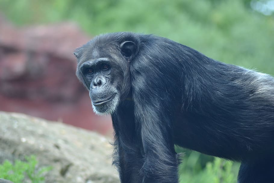 Zoo, tæt, chimpanse, abe, gammel, Afrika, et dyr, pattedyr, dyreliv, primat, hvirveldyr, dyr i naturen, sort farve, ingen mennesker, fokus på forgrunden, dag, portræt, leder, udendørs, profilvisning, 4K