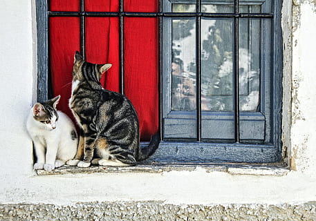 dos, blanco, gris, los gatos, se sienta, ventana, casa, tiempo de día, foto, gato calico, gato, dos gatos, parrilla, piel, juntos, felino, Gato domestico, mascotas, animales domesticos, temas de animales, alféizar de la ventana, nacional, mamífero, animal, vertebrado, un animal, arquitectura, nadie, día, estructura construida, material de vidrio, exterior del edificio, bigotes, 2K, CC0, dominio público, libre de derechos